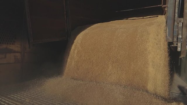 Unloading wheat in a warehouse with a car. Unloading wheat from a truck. Loading wheat into a silo