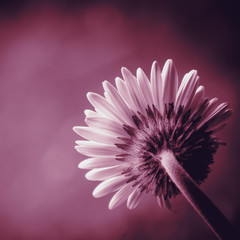 Retro styled purple toned beautiful daisy or gerbera background. Back view.  Selective focus.