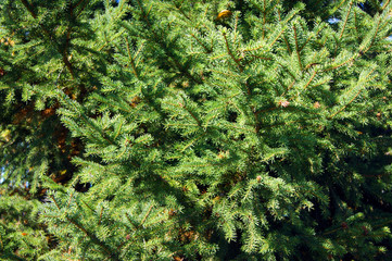 Green background tree fir tree from branches