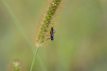 エノコログサにとまるヒゲナガヤチバエ