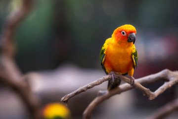 Parrot on the wood in the zoo Thailand