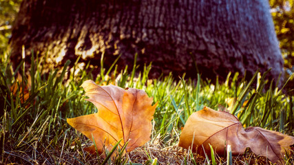 Folhas de Outono (Autumn leaves)