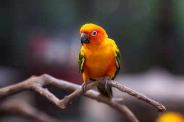 Parrot on the wood in the zoo Thailand