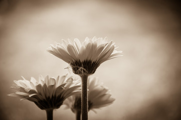 Vintage styled sepia toned three beautiful white daisy or gerbera flowers background. Back view. ...