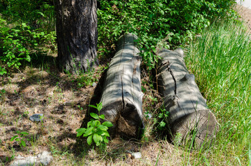 Two old logs on the ground in the forest.