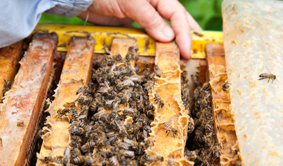 The beekeeper takes the frame with honeycomb from the hive