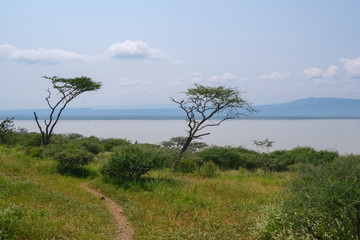 Fototapeta na wymiar Isola nel lago Baringo in Kenya