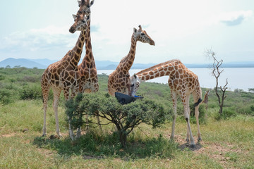 Giraffe che vivono in un isola di lago in Kenya 