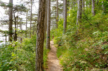 Obraz premium A path in a green forest on a summer day.