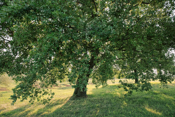Fototapeta na wymiar Oak tree in the field, natural outdoor background