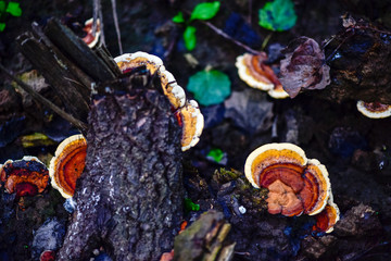 The mushrooms seen in the field