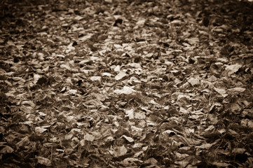 Faded leaves on the grass. Aged photo. Vignette. Sepia.