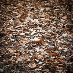 Faded leaves on the grass. Aged photo.  Vignette.