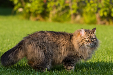 Naklejka na ściany i meble Gorgeous cat of siberian breed playing outdoor. Hypoallergenic pet of livestock