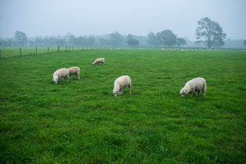 Fototapeta na wymiar 羊