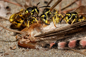 The wasp is eating the convolvulus hawk-moth