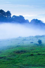 Picturesque landscape of grassland in the mist.