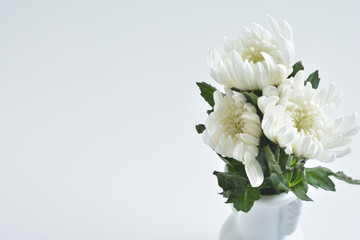 白い菊