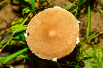 The mushrooms seen in the field