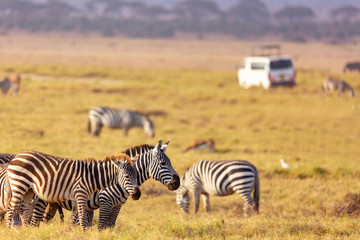 Fototapeta na wymiar Safari concept. Zebra with safari car in african savannah. Masai Mara national park, Kenya.