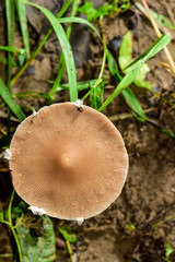 The mushrooms seen in the field