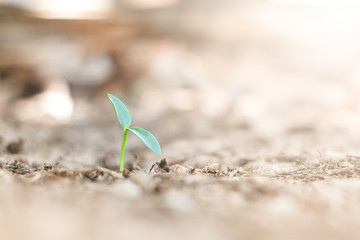 Green tree sapling on the floor cracks and the warm sunlight.