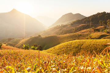 Landscape of corn terraces at sunset.
