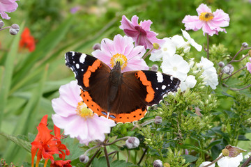 Schmetterling 618 © K.-U. Häßler