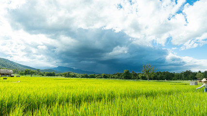 Fototapeta premium Cornfield mountain sky nature beautiful