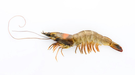 Pacific white shrimp Litopenaeus vannamei fresh isolated on white background