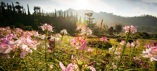 Spider flowers in full bloom in the early light.