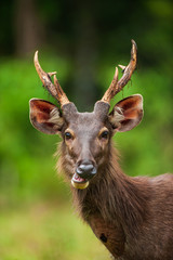 Male Sambar deer enjoy eating wild fruit.