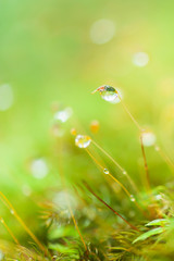 Pure raindrops on green moss.