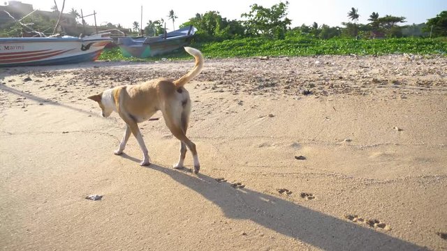 Beautiful yellow dog on the seashore, ocean. Pet in the open air. Homeless livestock. Stock photo