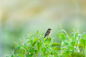 Pied Bush Chat is perching on the branch on winter morning.