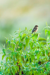 Pied Bush Chat is perching on the branch on winter morning.