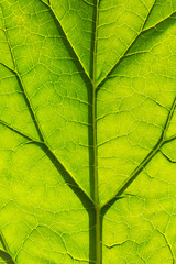 Green leaf structure