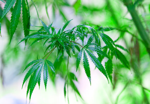 hashish, cannabis background, leaf of marijuana plant, taberrant morocco