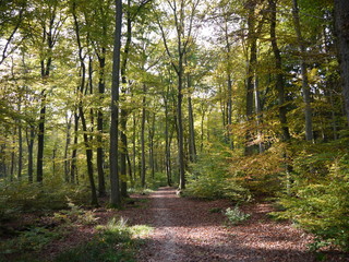 Obraz premium Waldimpressionen