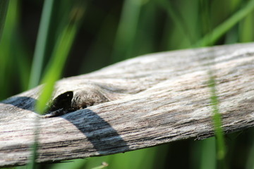 détails de bois