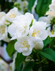 Obraz na płótnie Canvas jasmine flowers in a garden