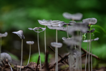 The mushrooms seen in the field