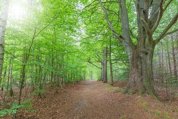 Romantischer Waldweg durch Laubwald