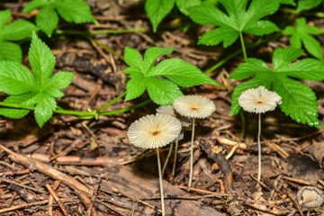 The mushrooms seen in the field