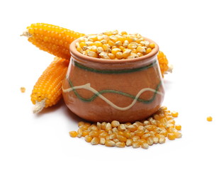 Cob of popcorn, yellow corn grain in clay pot isolated on white background