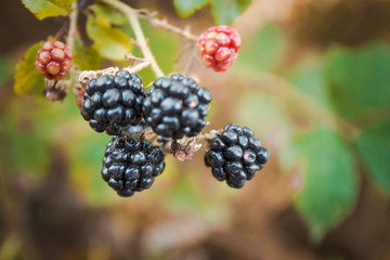 Close-up photo of blackberries. Organic, healthy nutrition, food.