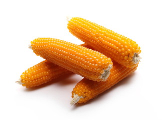 Cob corn for popcorn isolated on white background