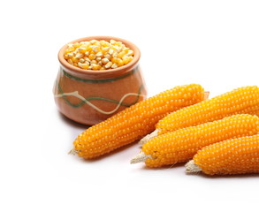 Cob of popcorn, yellow corn grain in clay pot isolated on white background