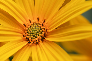 closeup of yellow flower
