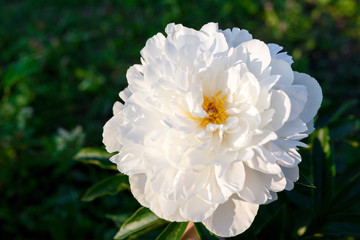 white peony bud in the sun on a background of foliage